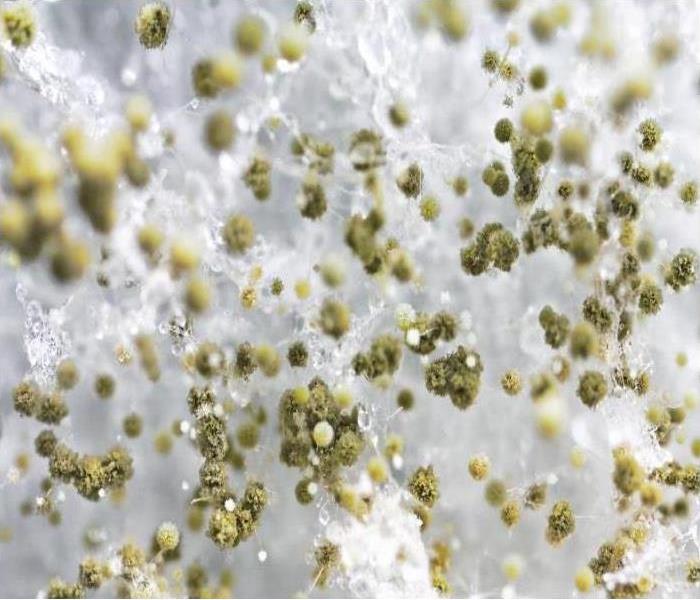 Microscopic view of mold spores