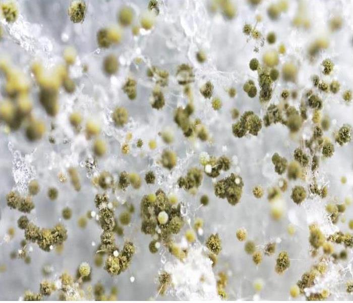 Microscopic view of mold spores
