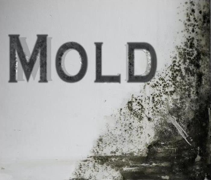mold spelled out on wall